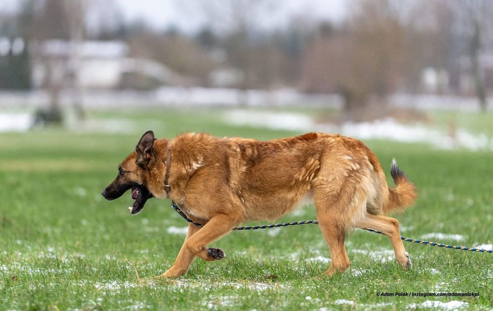 Madi - wulkan energii do adopcji