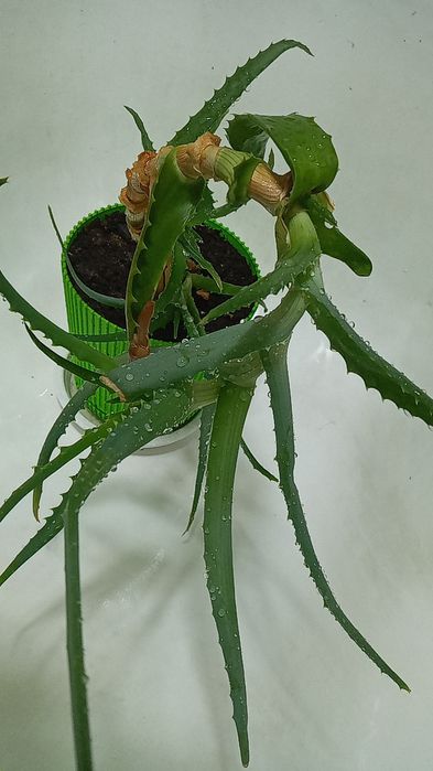 Цветок . Алоэ  Алоэ вера