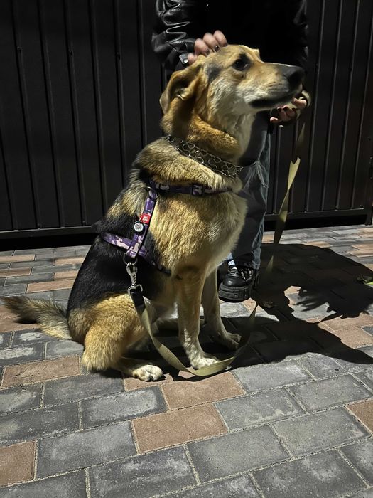 Віддаємо песика у гарні руки