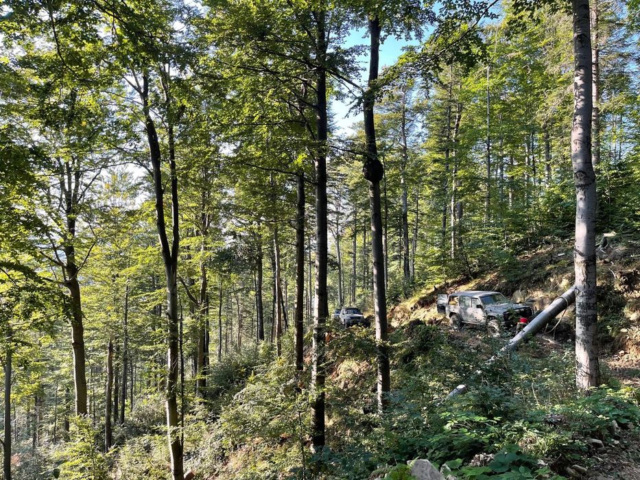 Wycinka drzew  Skup drewna