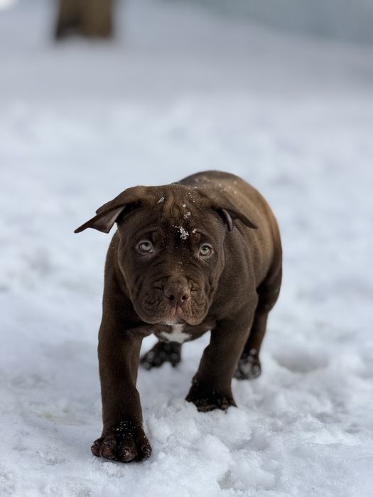 American Bully стандарт-XL кобель, шоколад