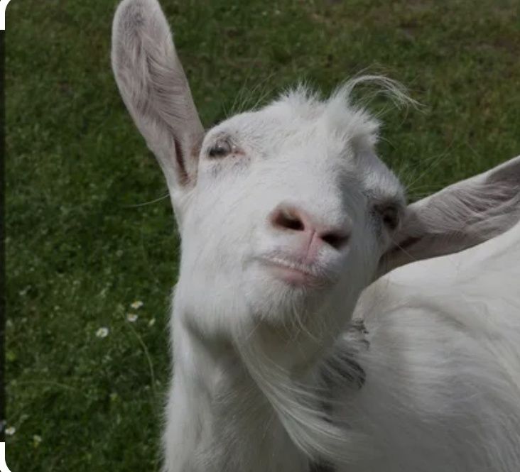 Коза первоходка недорого