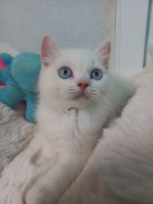 Котёнок мальчик голубые глаза