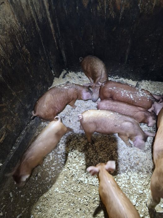 Продам   поросят