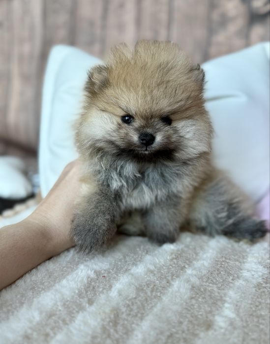 Pomeranian śliczna mini laleczka miś bo