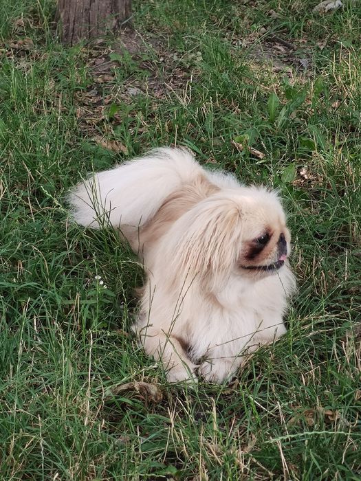 Вязка шукаємо кавалера