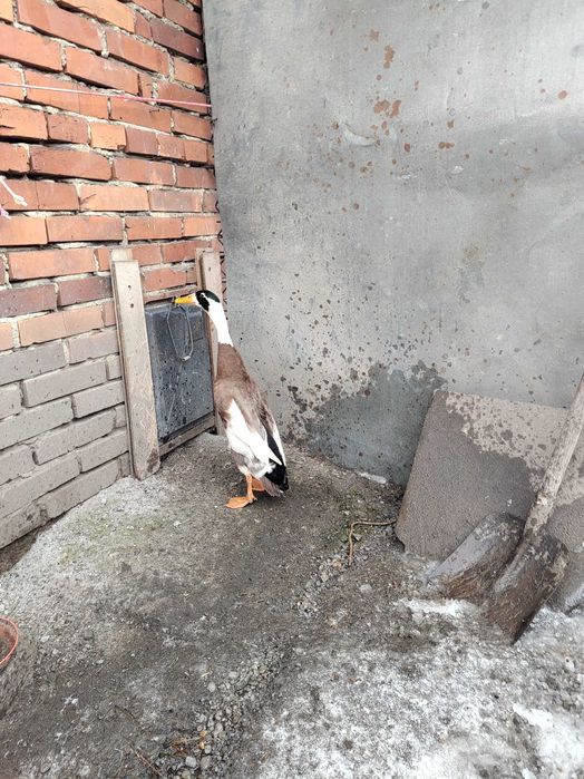 biegusy szmaragdowe sarnie jaja