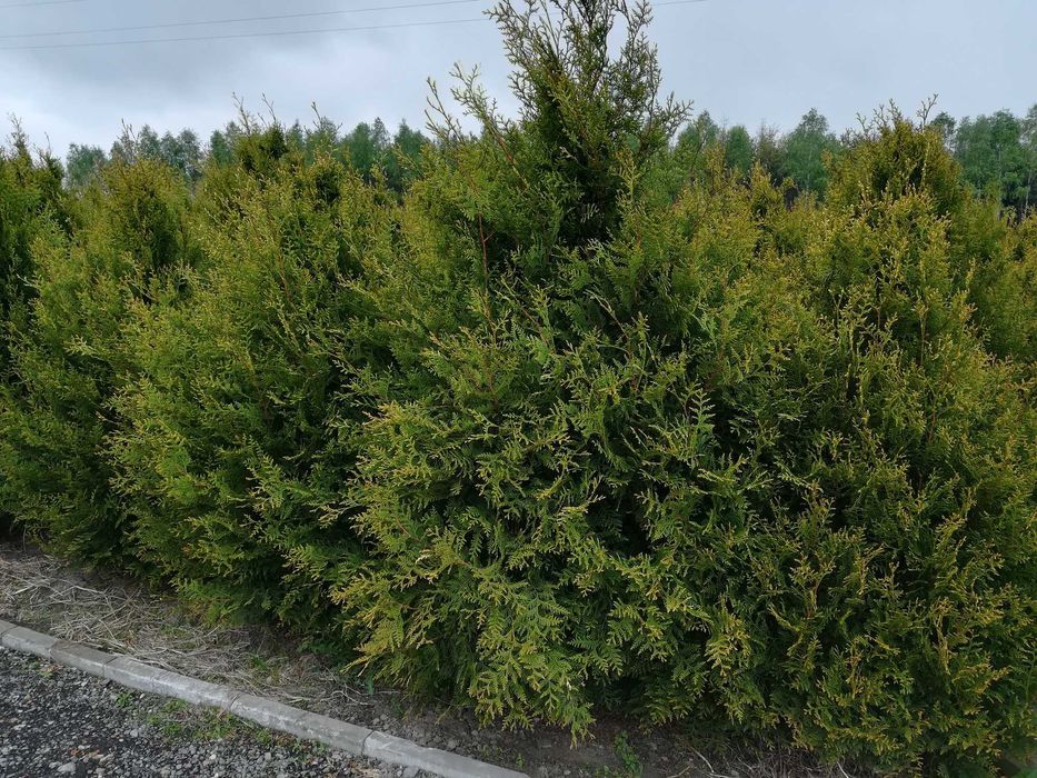 Tuja stożkowa szmaragd od 100 cm w doniczce do wysokich drzew z gruntu