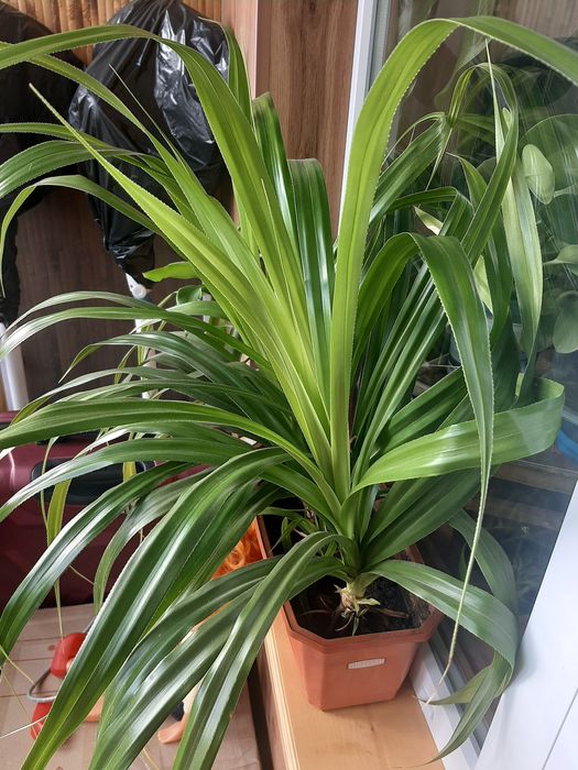 Продам квіти для офісу,кімнати.