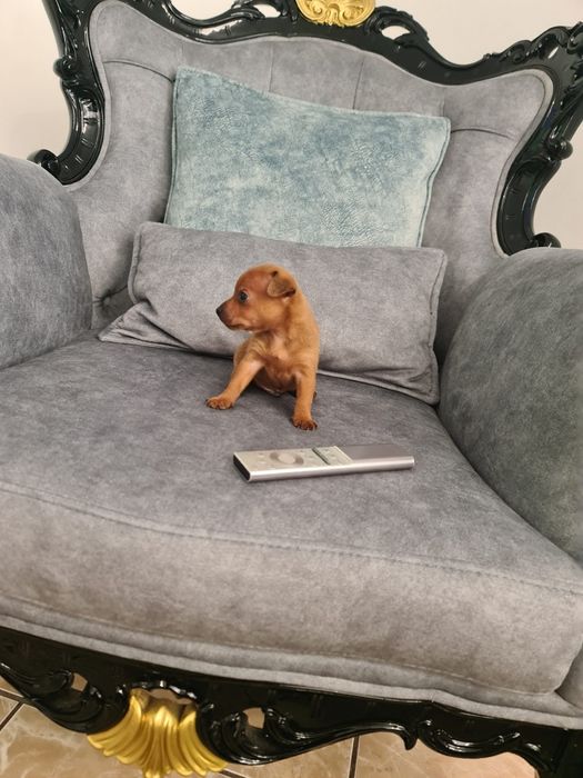 Pinscher miniatura