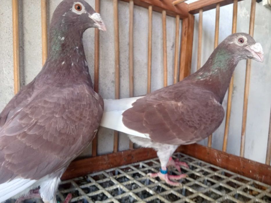 Gołębie staropolskie, gołąb staropolskie