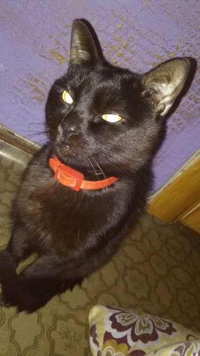 отдадим котика в хорошие руки