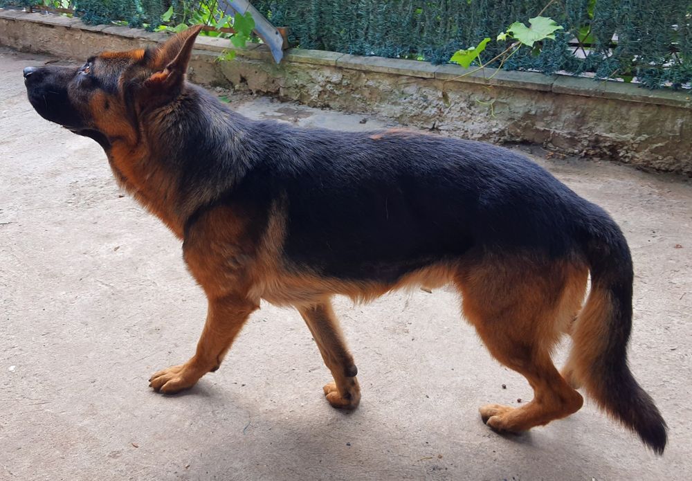 Вівчур Вязка кобель 4роки розвязаний