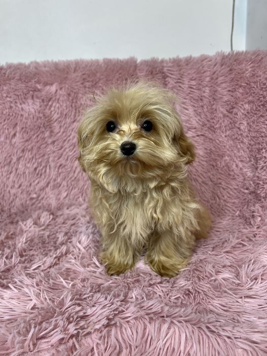 Мальтипу дівчинка , міні карамелька  мальтіпу  мальтипу