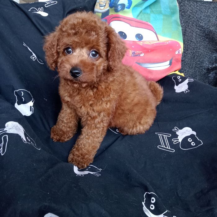 Пудель,крупняшний той.