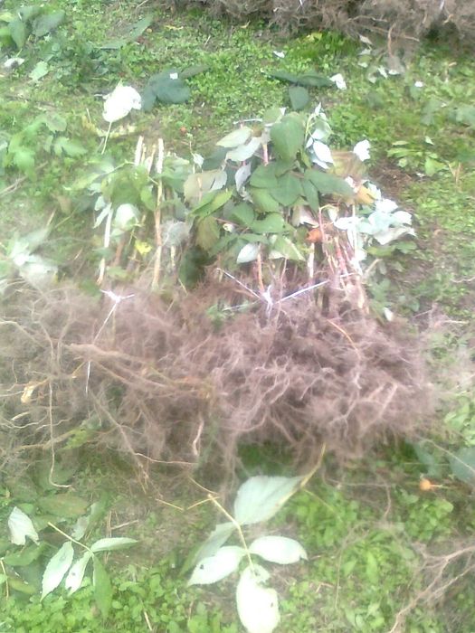 Sadzonki Maliny Jesiennej.