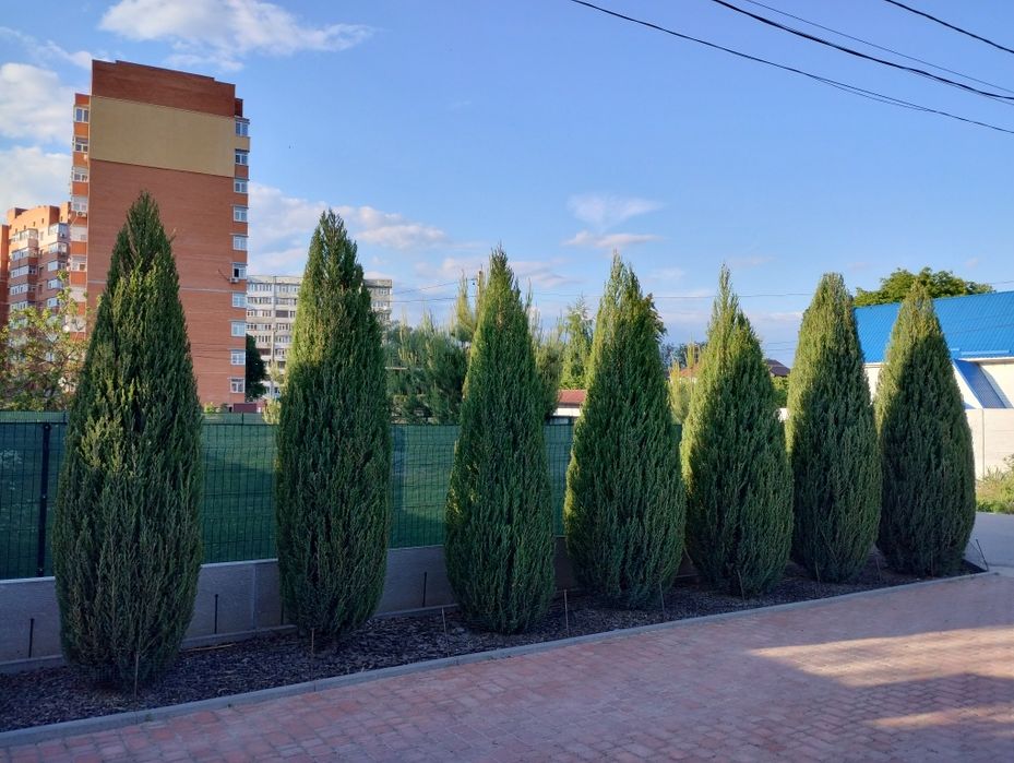 Обрізка саду. Ландшафтний дизайн. Стрижка. Обробка.Скарифікація газону