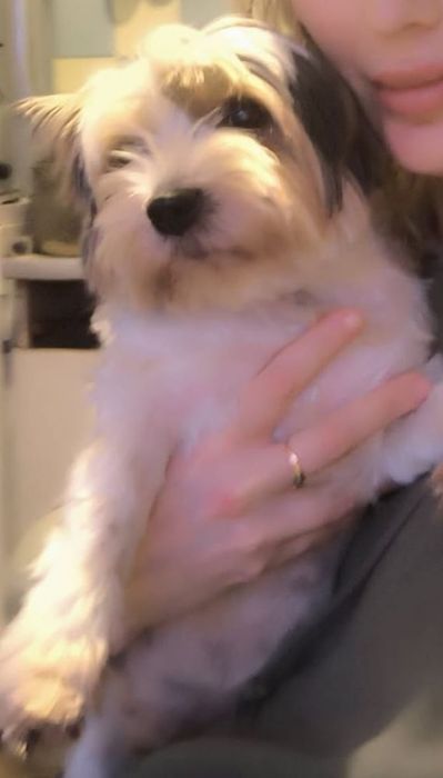 Бівер-йоркшерчкий тертер дівчинка