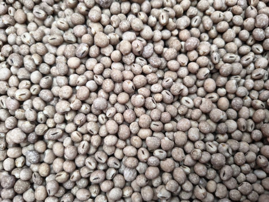 Łubin Dalbor, wąskolistny słodki