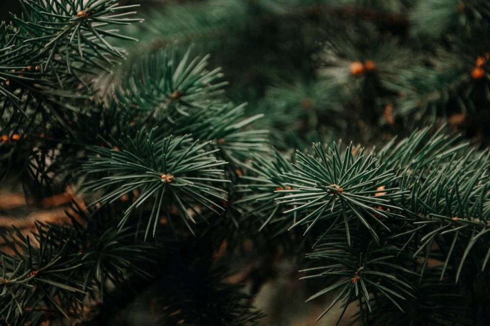 Wosk zapachowy do kominków AROMMA Las Sosnowy 2 sztabki x 45 g. SOSNA