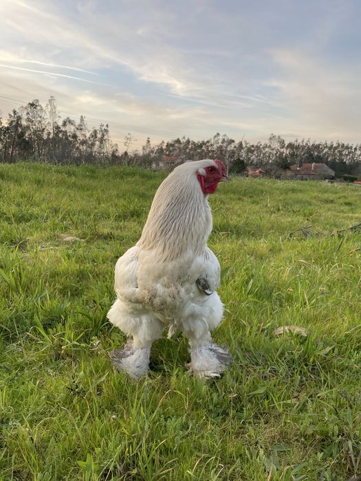 Galo Light Brahma Azul Com 8 Meses