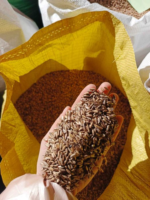 nasiona ostropest siew  eko schematy uprawa miododajna