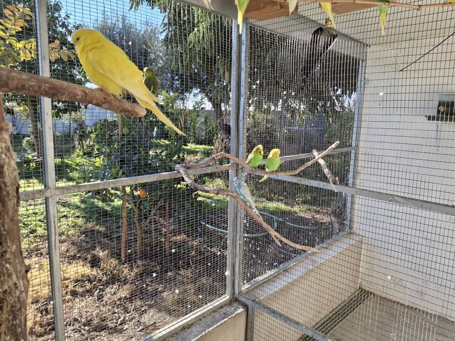 Periquitos Ingleses