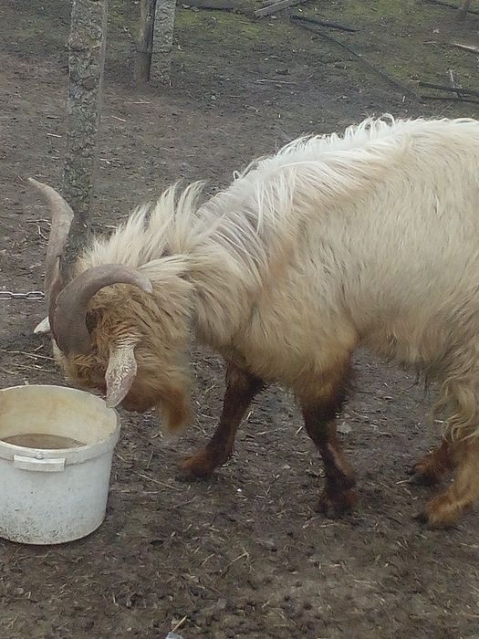 Продам козла..срочно..