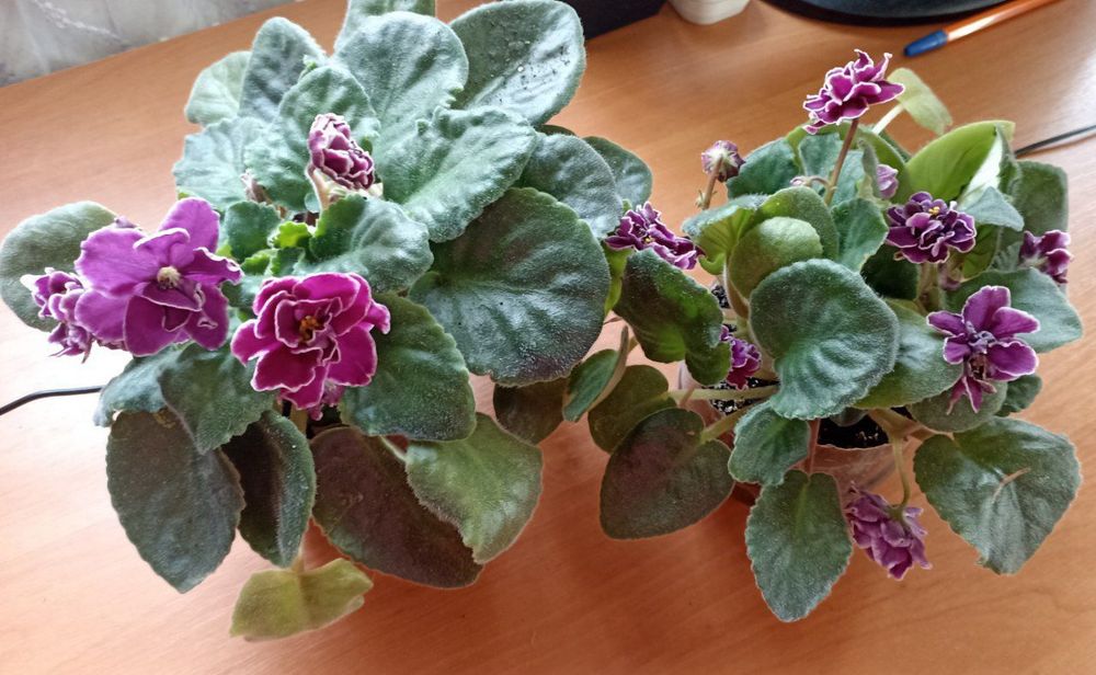 Продам фіалки різні