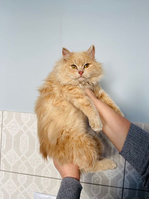 Котята котики отдам котенок