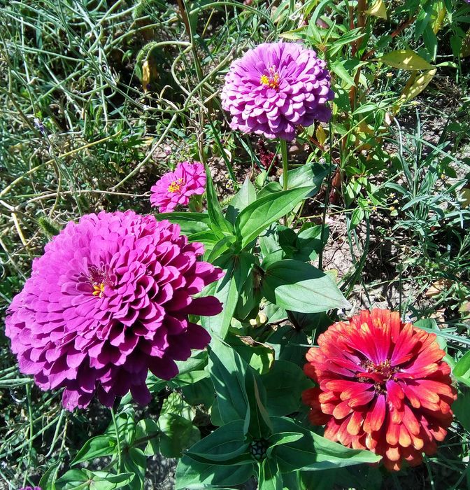 Циннія, айстра, чорнобривці мікс насіння