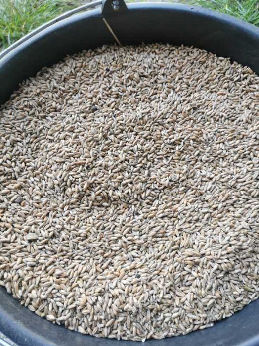 Sprzedam pszenżyto Tiesto