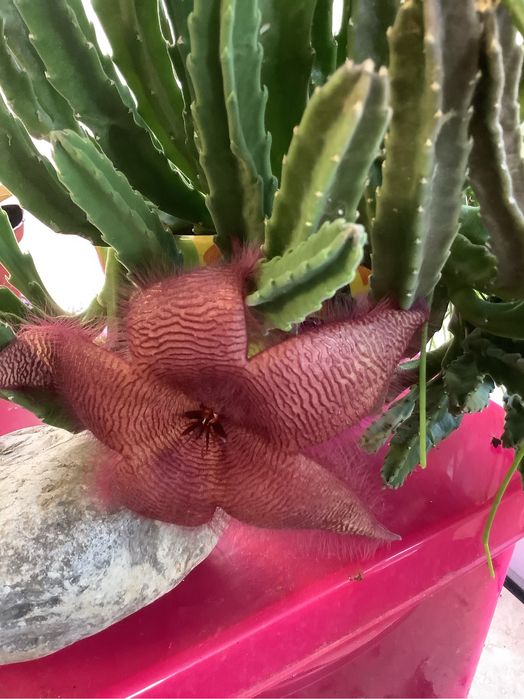 Стапелія grandiflora