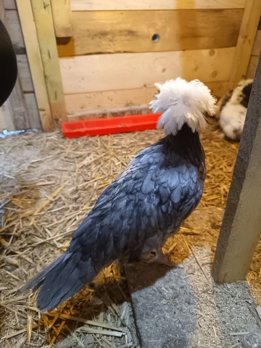 Sprzedam białoczuby ,sułtany,kochiny silki,młode od 8 tygo