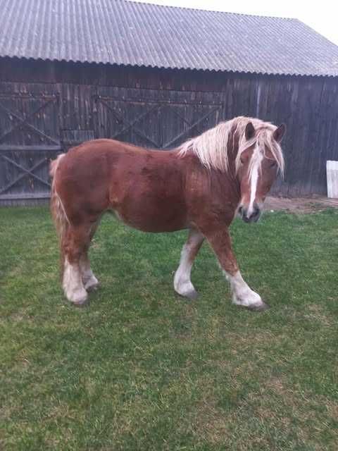 Klacz 3 lata Paszport