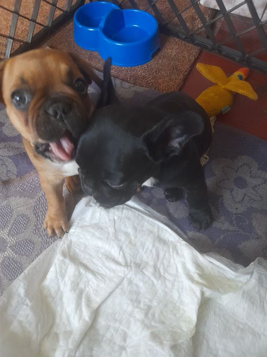 Французькі бульдоги. 2 дівчинки