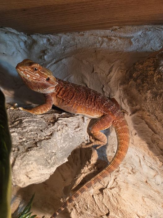 Terrarium 120x60x60 + Agama Brodata Orange + Pełne Wyposażenie