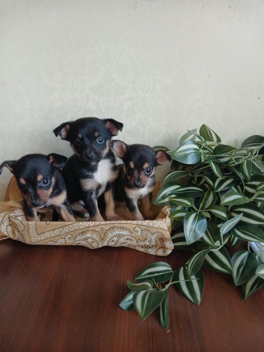 Супер той-тер'єрчики