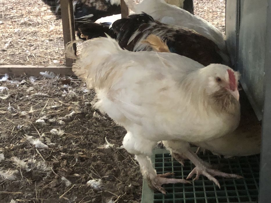 Galos Faverolles Branco e Salmão
