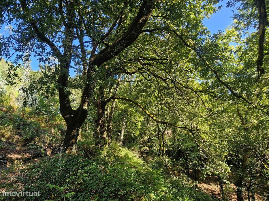 Terreno  Venda em Mosteiro,Vieira do Minho