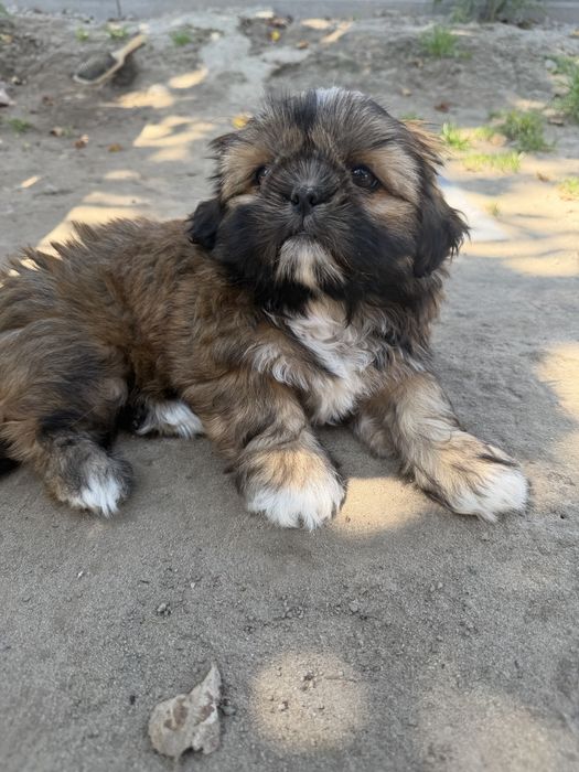 Suczka Pekinczyk