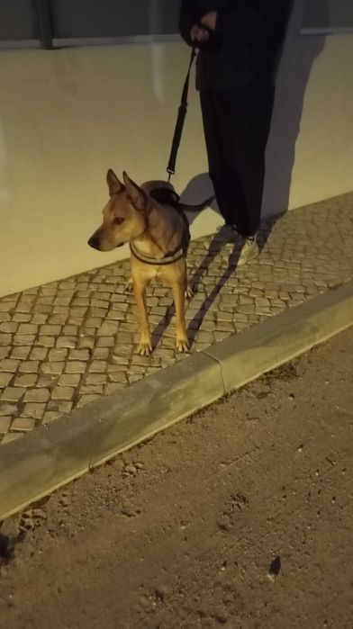 Cadela meiga procura lar