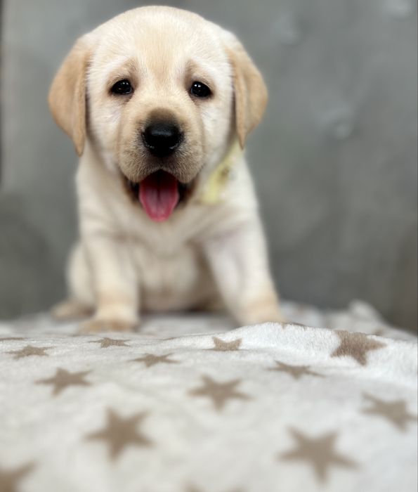 Urocza suczka Labrador Retriever ( gotowa do odbioru) ZKwP FCI