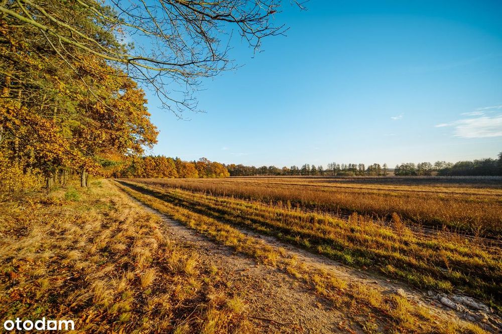 OKAZAJ! Żyj blisko natury – działki przy lesie w Poniatowicach - Widok 5
