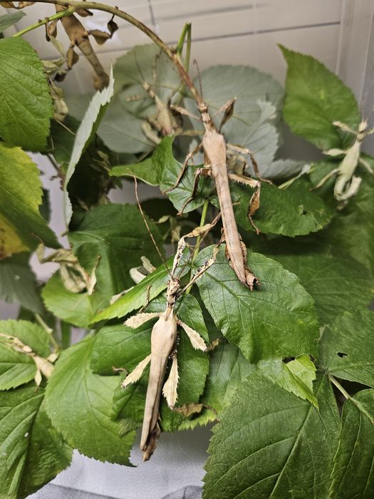 Straszyk Australijski Samiec Imago