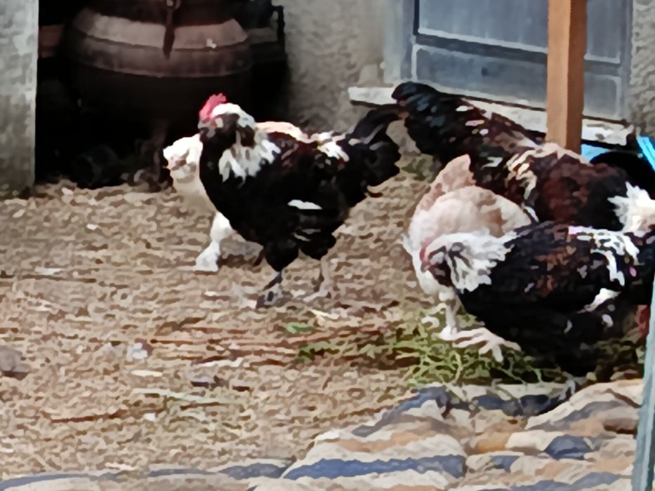 Galo raça Faveroll