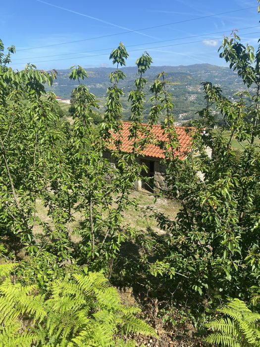 Quinta do Valado Zona do Douro Resende