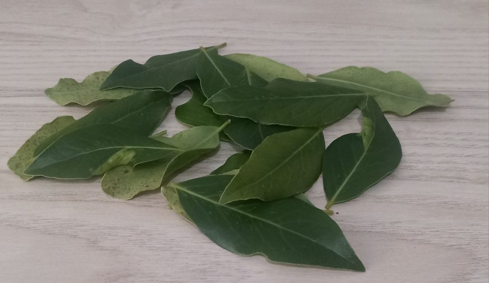 Folhas de Louro Frescas e Aromáticas