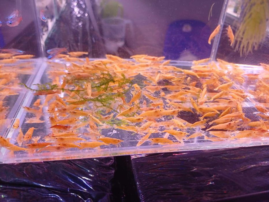 Krewetka Yellow Fire - Neocaridina