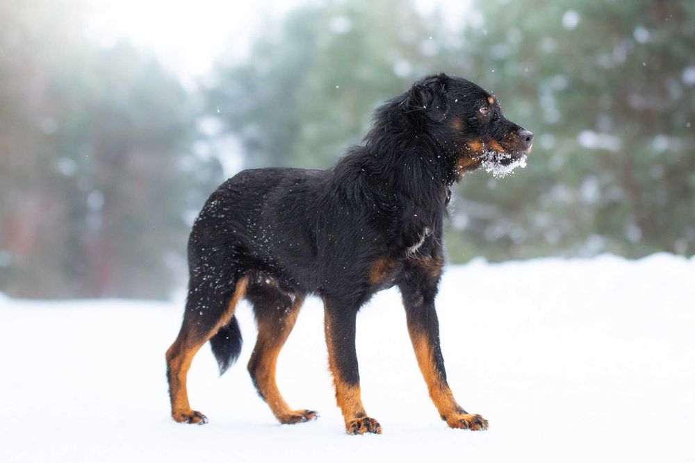 AVEO - mały, terierowaty, nieśmiały, delikatny
